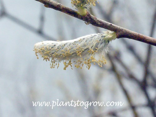 Male catkins on a Willow.